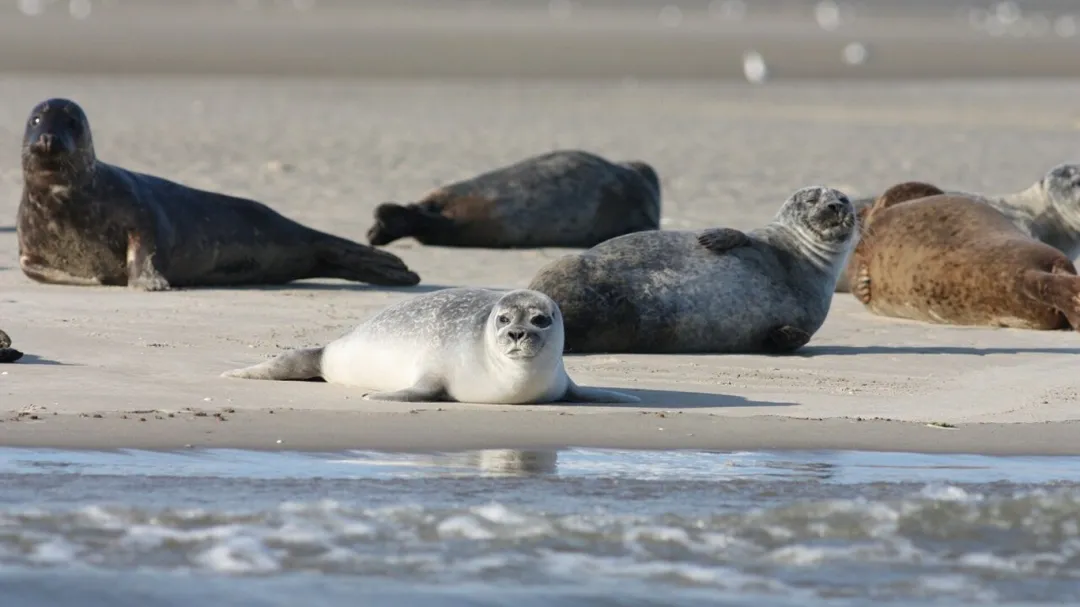 How Seals Use Cloudy Water to Navigate